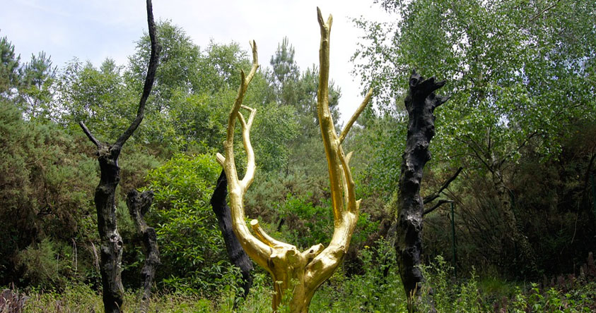 forêt de Brocéliande