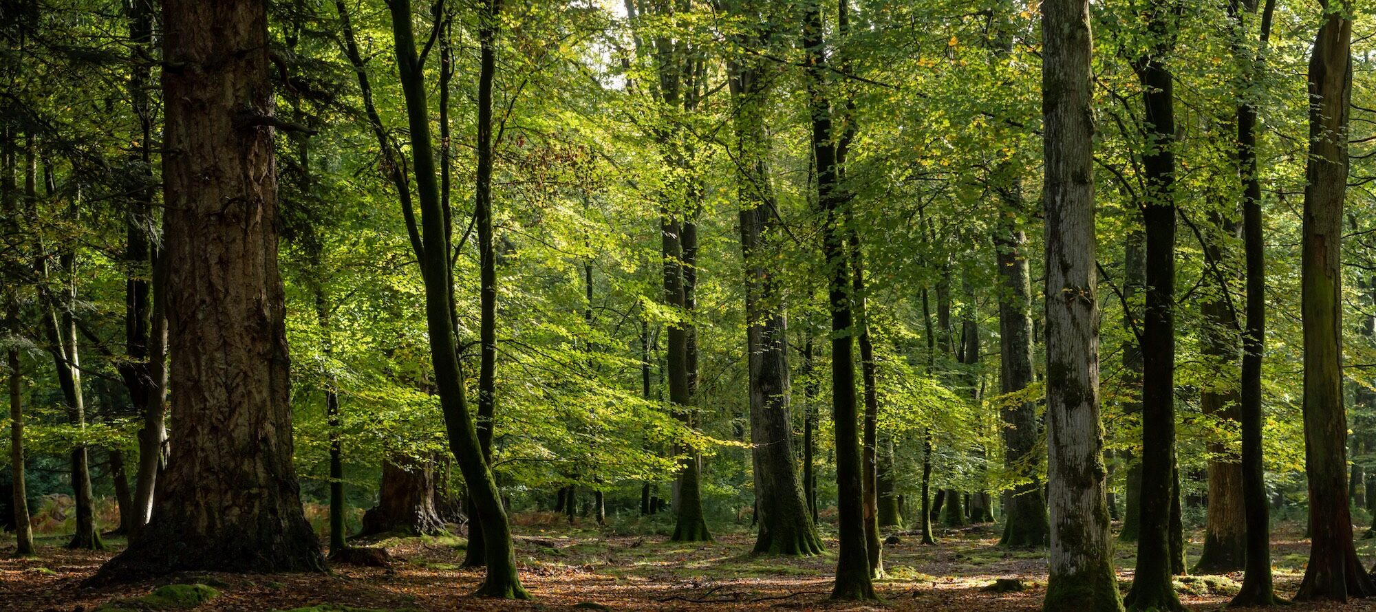 Muzillac arbres forêt bretagne