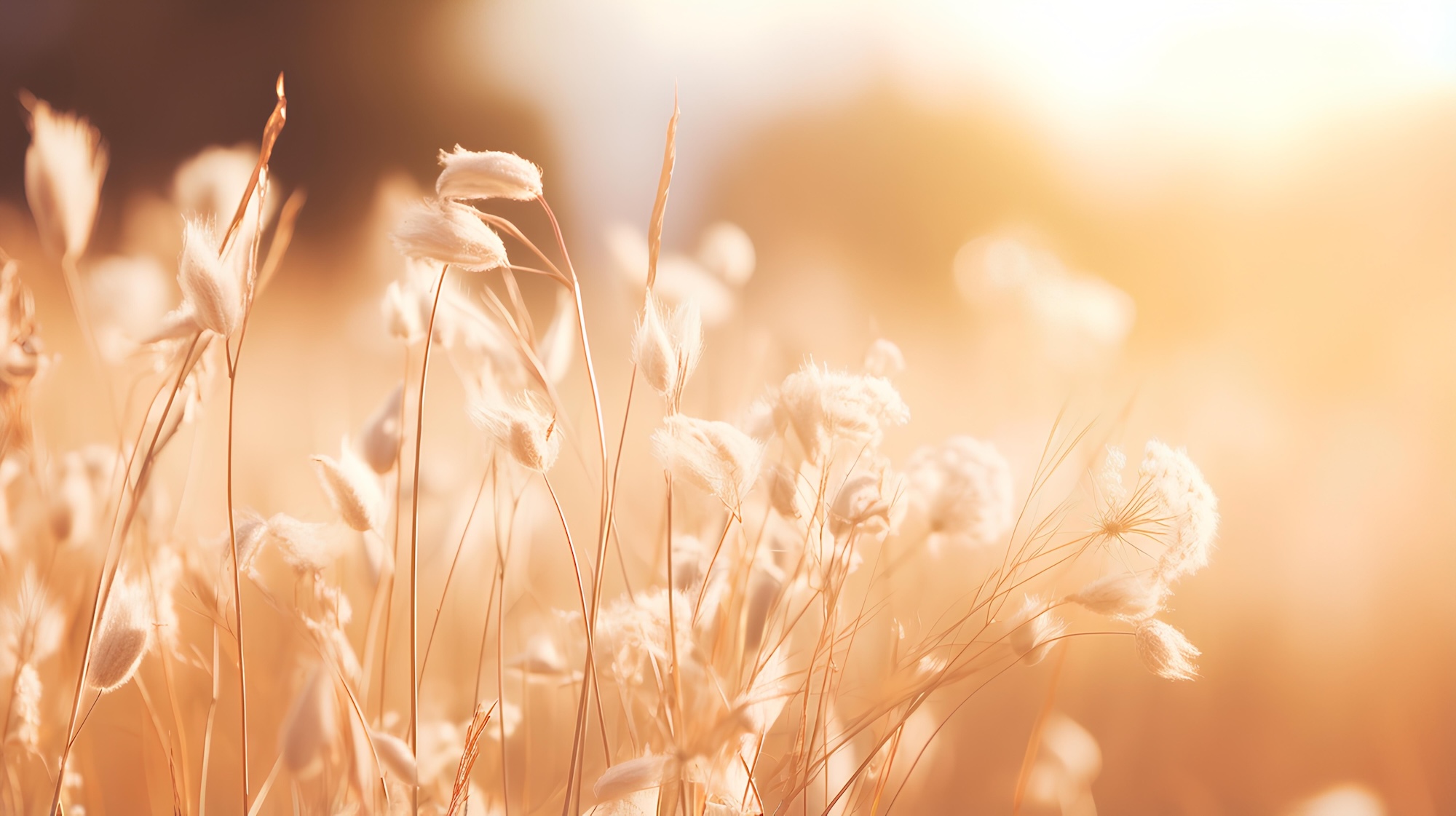 fleurs sunset bretagne camping rhuys