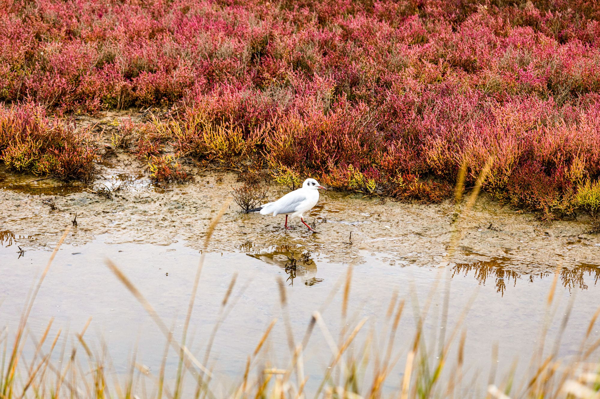 sarzeau domaine marais duer réserve